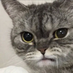 Meet your Posher, Dane